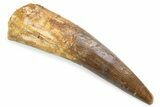 Fossil Spinosaurus Tooth - Real Fossil Tooth #372871-1
